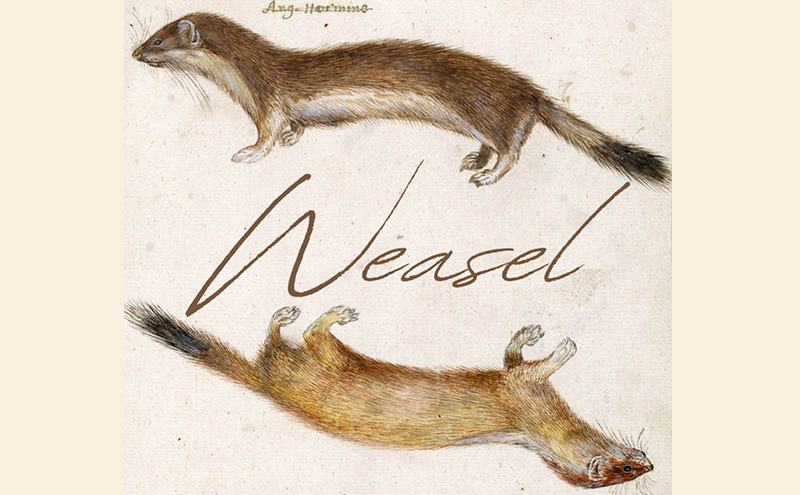 Weasel;